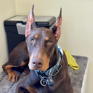 Meet your Posher, Penny